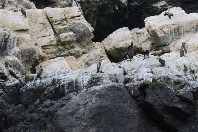 La Serena - Humboldt penguins and observatories