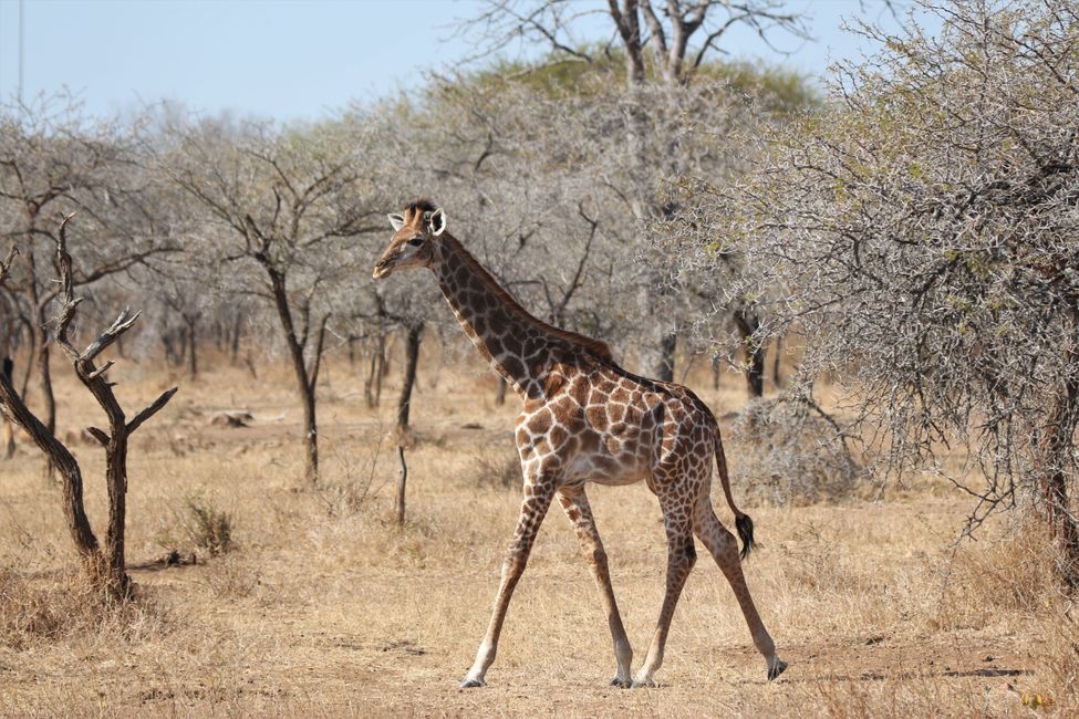 Día 18: Un xardín cheo de xirafas e volta a Johannesburgo