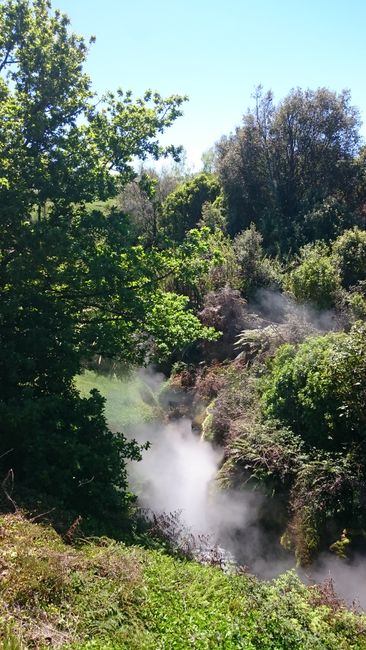In other areas around Rotorua, hot water, boiling hot water, also comes out of the ground