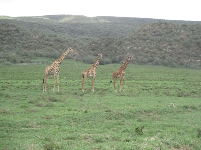 Auf dem Drahtesel auf Zebra und Giraffen Jagd