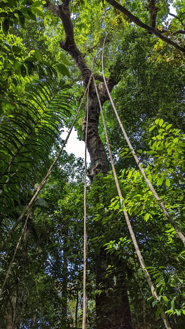 2. Día en la selva amazónica