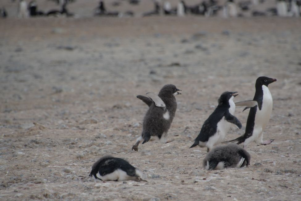 Adelie penguins (running for food)