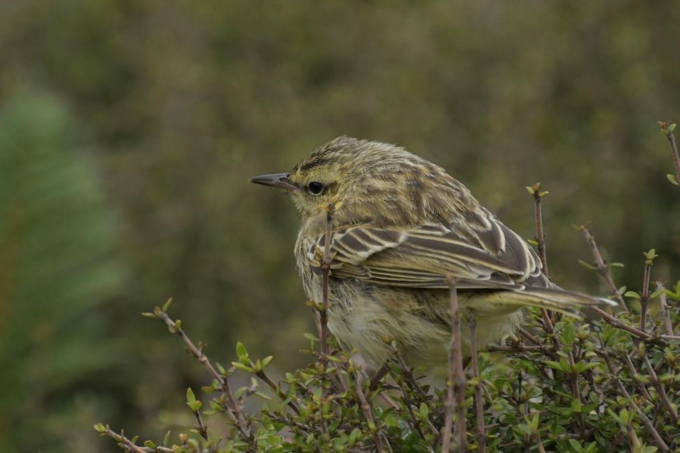 Campbell Islands - Pipit