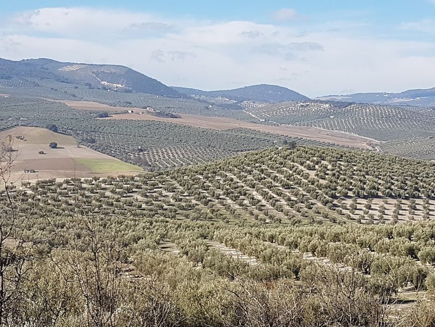 Weite hügelige Olivenhaine zwischen Cordoba und Granada
