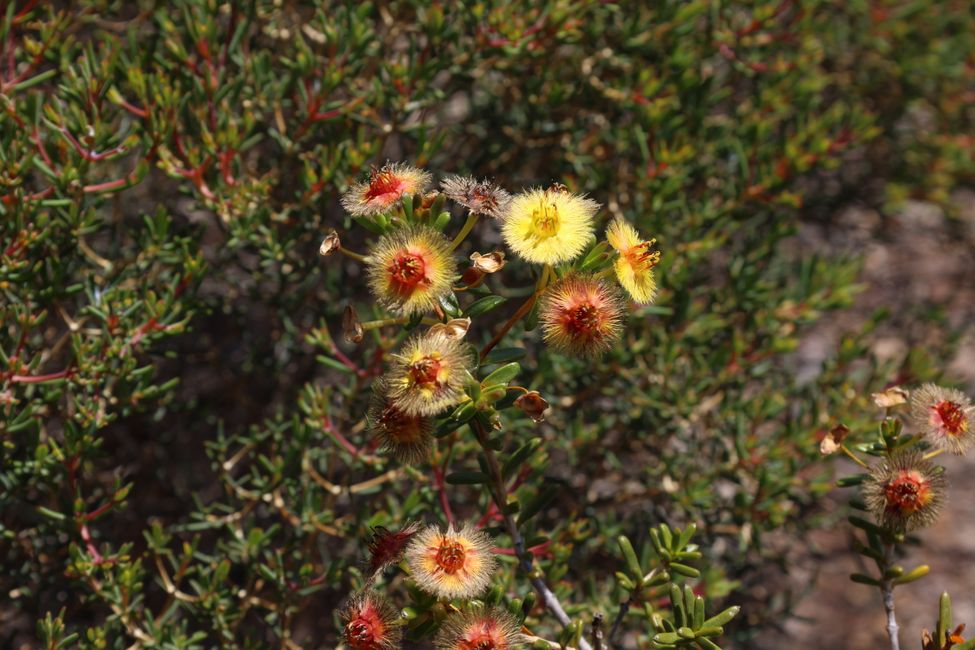 Wildflowers in Kalbarri National Park