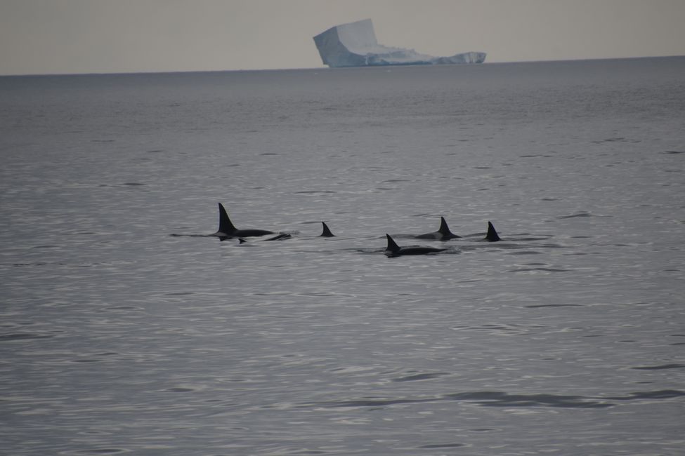 Orcas