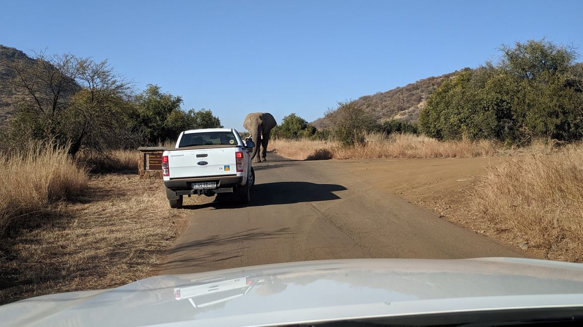 Day 7 - Pilanesberg National Park