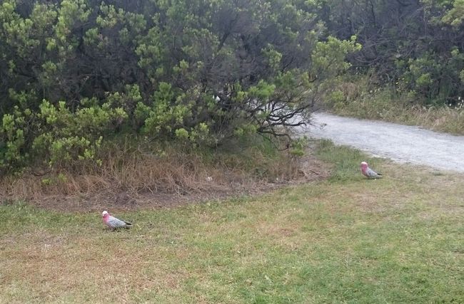 Apollo Bay: Diese Vögel saßen im Gras und pickten auf dem Boden herum, vermutlich eine Papageienart  - aber wir haben keine Ahnung.