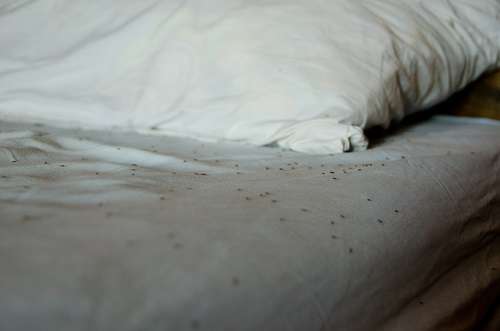My bed and the ant colony