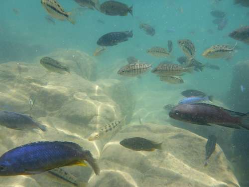 Fische im Malawisee