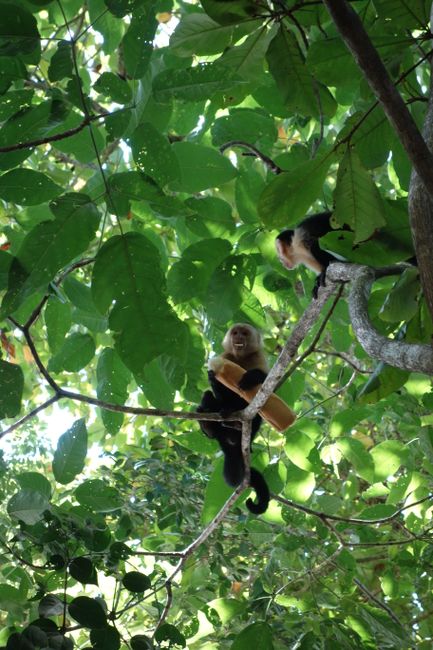 Freche Affenbanden beklauen naive Touristen