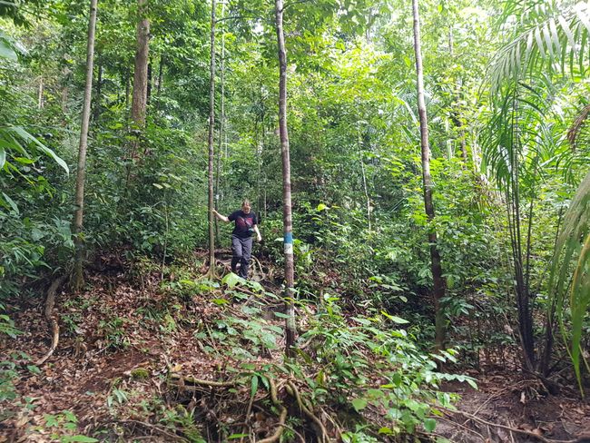 Monkey search on Borneo