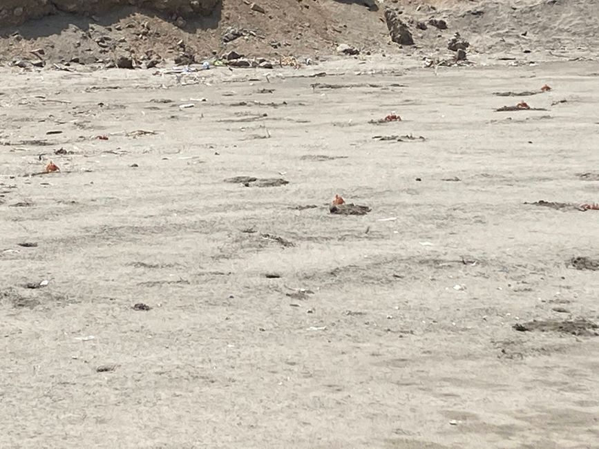Suchbild: große rote Krebse, die sich im Sand einbuddeln