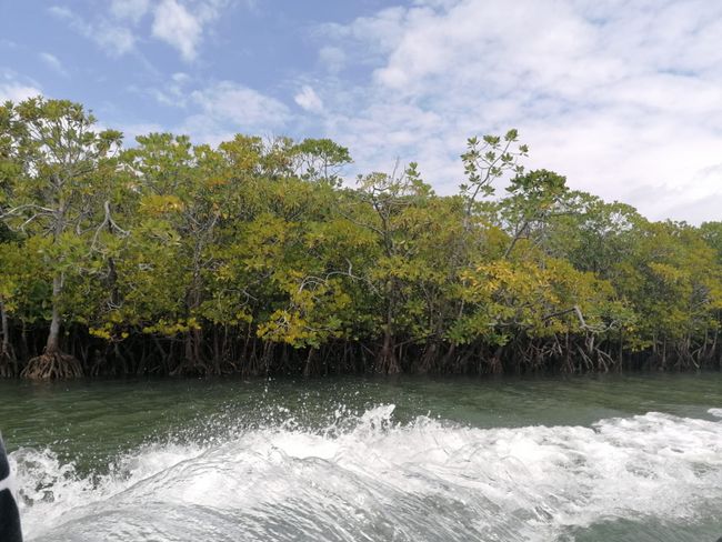 Tour to the Mangroves - 18.09.2019