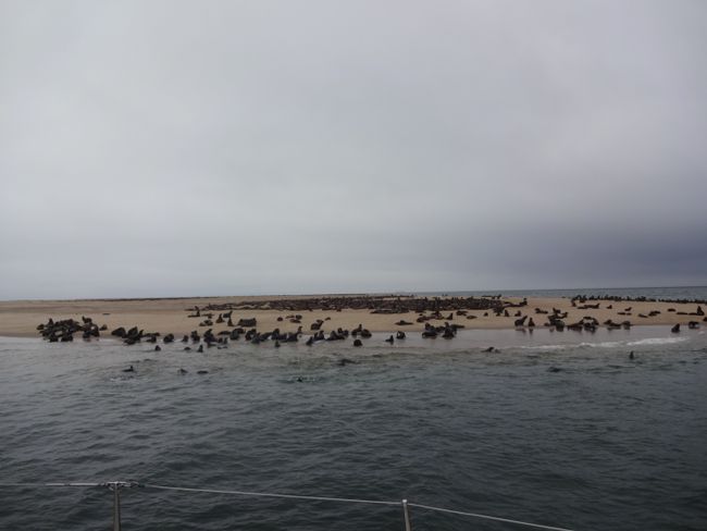 Seals kanye Pelicans