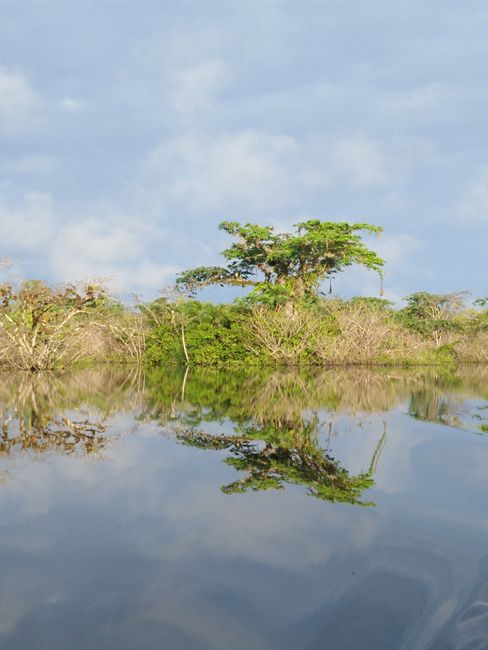 Ecuadorianisches Amazonasgebiet - Laguna Grande, Cuyabeno