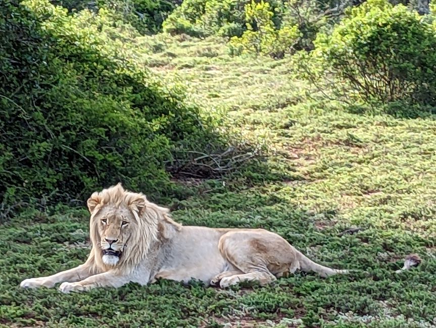 Safari - 四大国