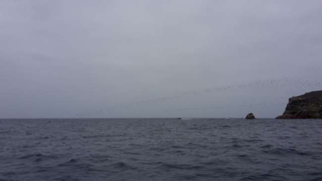 Ballestas Islands - Here millions of birds 'breakfast' every morning around 9 o'clock. 