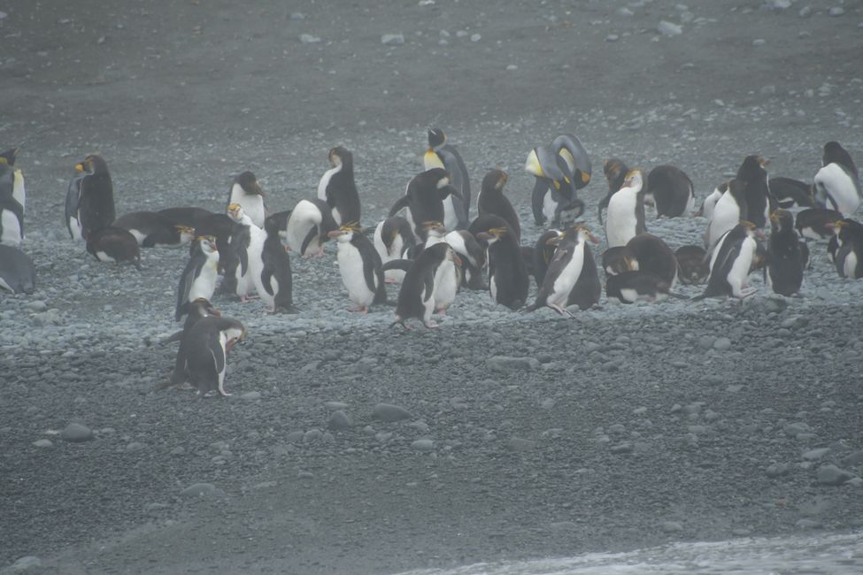Macquarie Island - Royal Penguins (and a few King Penguins)