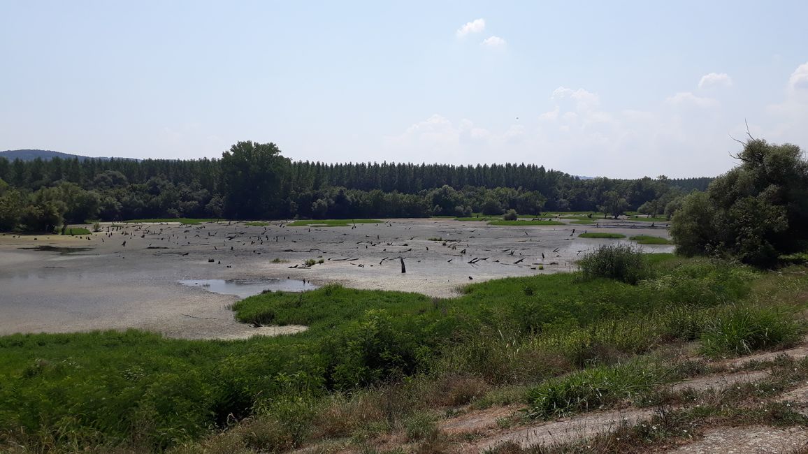 Swamp on the Danube.