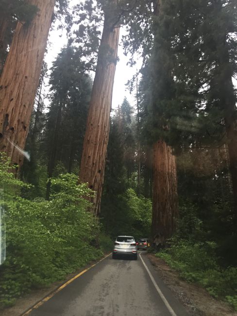 Sequoia Giant Forrest