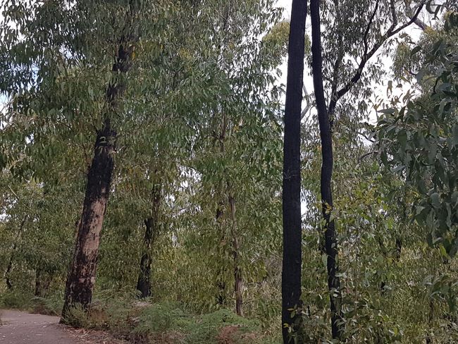 MacKenzy Falls eucalyptus forest