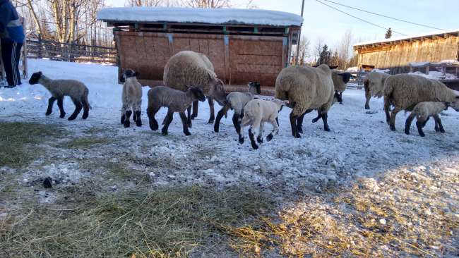 This week we let the first lambs out because the stable was too full. They were happy.