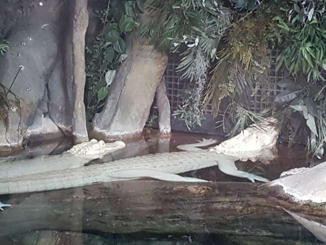 Weiße Alligatoren