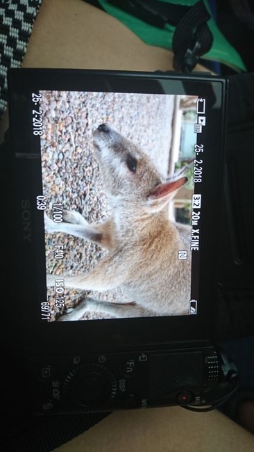 Red kangaroo :)