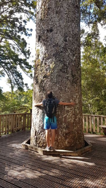 Kauri tree in a rectangular shape