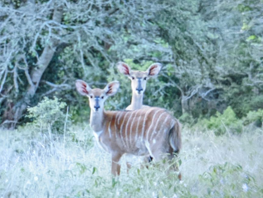 Hluhluwe-Nationalpark, iSimangaliso-Nationalpark und St. Lucia