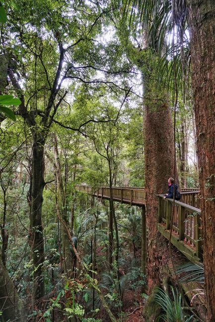 Treetop boardwalks provide a completely new perspective