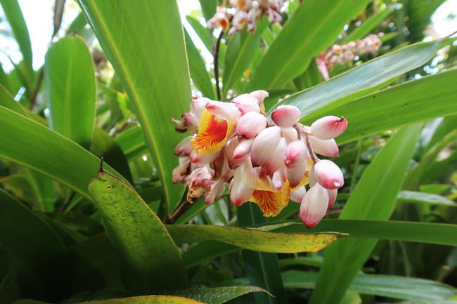 Im Orchideengarten 