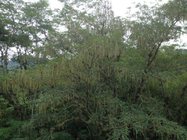 Honduras: Copan (ruins) city