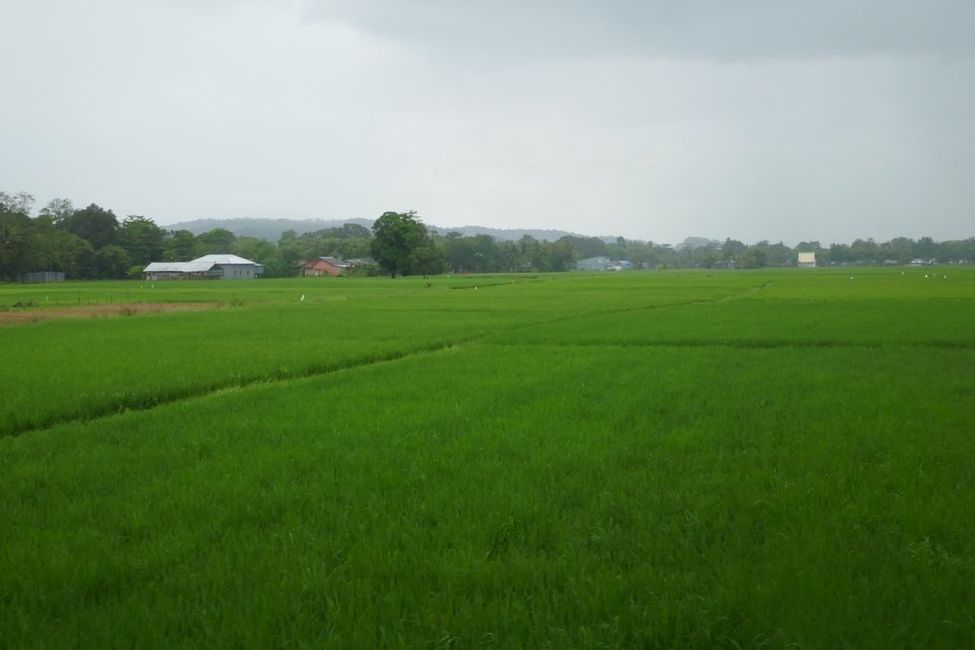 Flooded rice fields