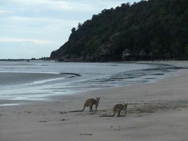 Two wallabies on the beach