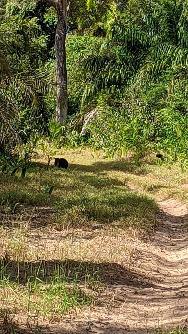 Aufenthalt im Süd Pantanal (Zusammenfassung)