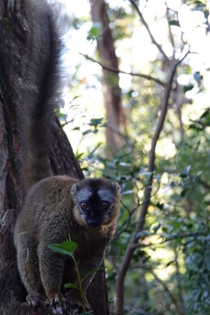 Day 54 Lemuren
