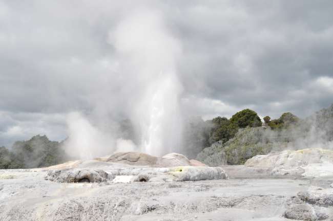 Te Puia - Vapeur de geyser, culture Maori et un kiwi vivant