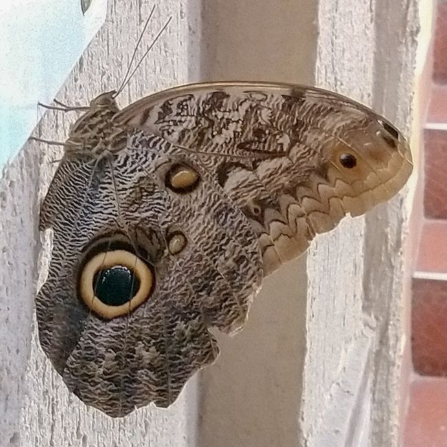 Ein riesiger Schmetterling in meinem Hotel. 