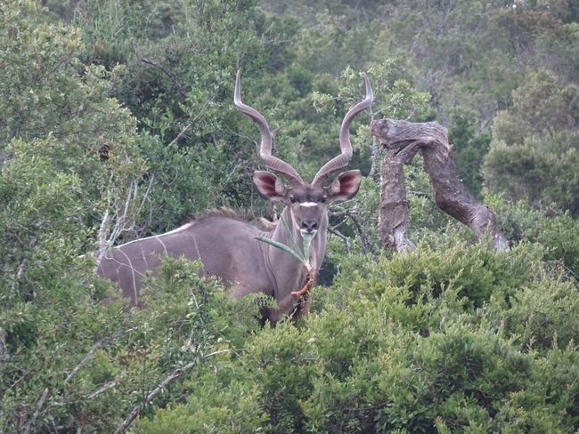 דרום אפריקאנער וועג טריפּ VII - Addo Elefant National Park