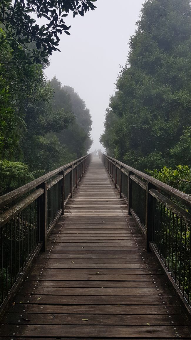 Nebel im Regenwald Besucherzentrum