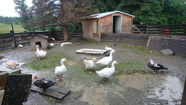 Sylvia's ducks and geese