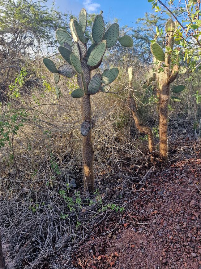 Kaktusbäume, dieser ist um die 100 Jahre alt