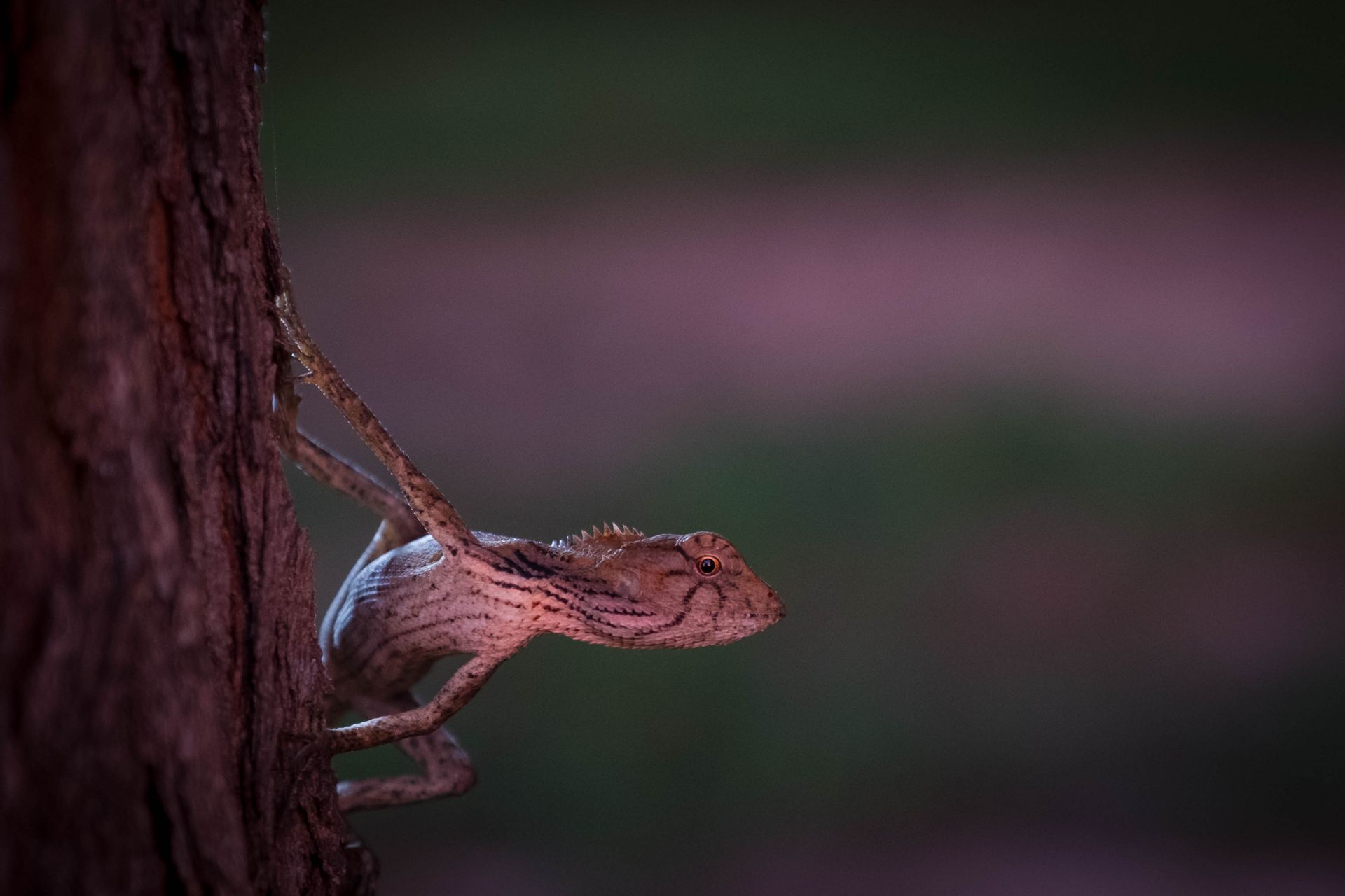 There are also many animals to admire on land, like this female Calotes Versicolor lizard.