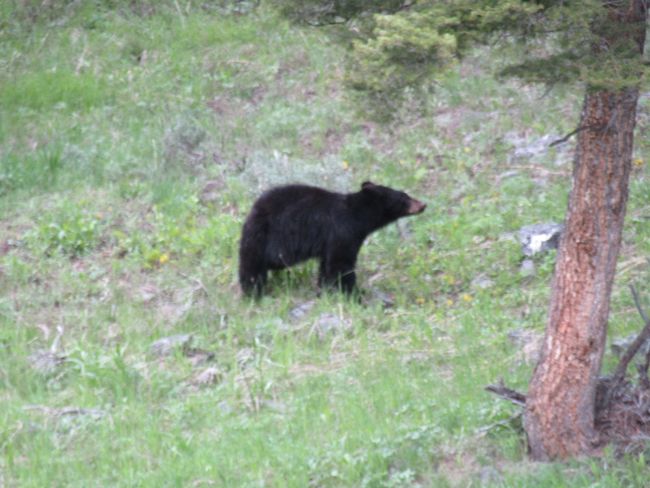 Yellowstone und noch ein Bär