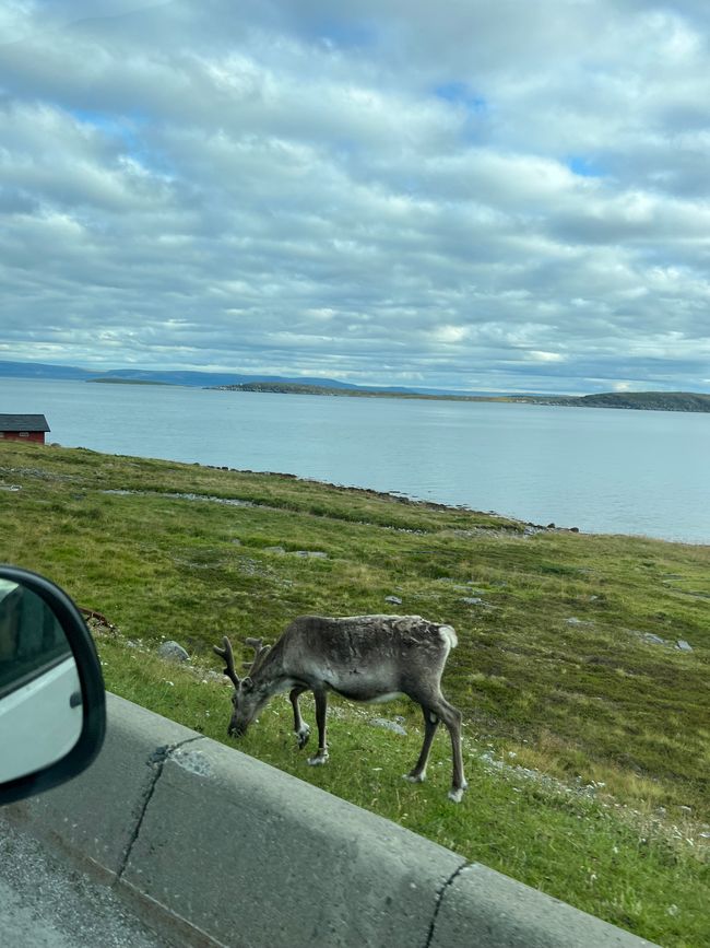 With the reindeer at Nordkapp 🦌🇳🇴