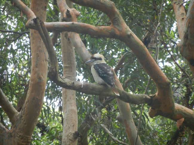 nuestro pajaro favorito el kookaburra/ unser lieblingsvogel der kookaburra