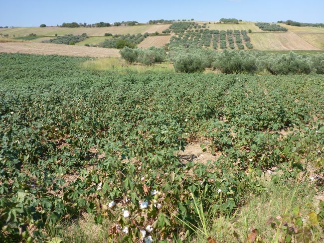 cotton fields and olive trees