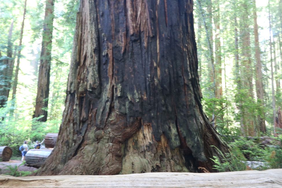 Redwood National Park / California